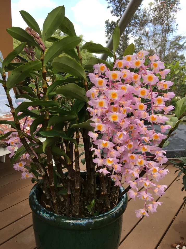 A curtain of orchids graces our deck.  This species is one of the parents of Dendrobium Mousmee, a favorite on the farm.  This plant has been known as  Dendrobium bronckartii De Wild.  